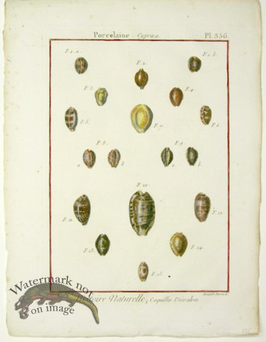 (image for) Diderot Shell 30