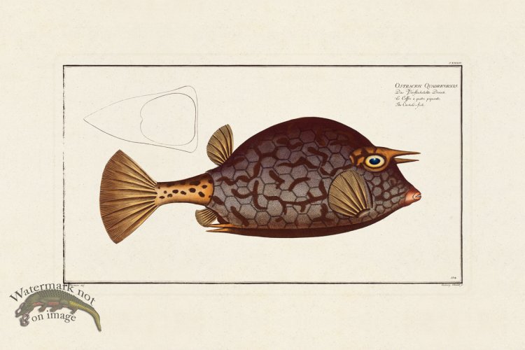 (image for) BLOCH FISH 134