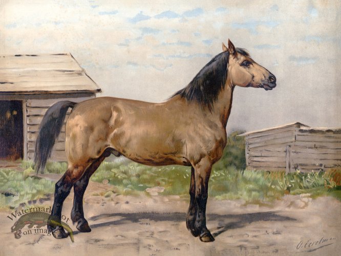 (image for) Canadian Horse by Eerelman