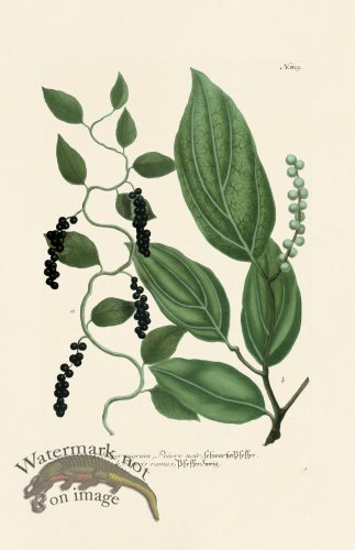 (image for) Weinmann PL 815