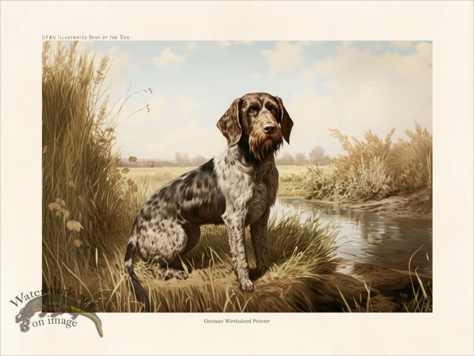 (image for) CFA Dog German Wirehaired Pointer