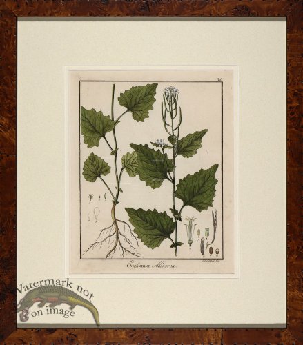 (image for) Hayne\'s Botanical in Burl 02