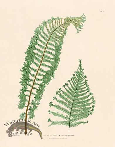 (image for) Bradbury Fern 15