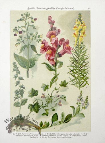 Botanical Atlas 1911 11