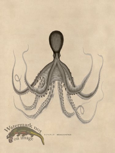 (image for) Octopus Tan 19