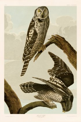 378 Hawk Owl
