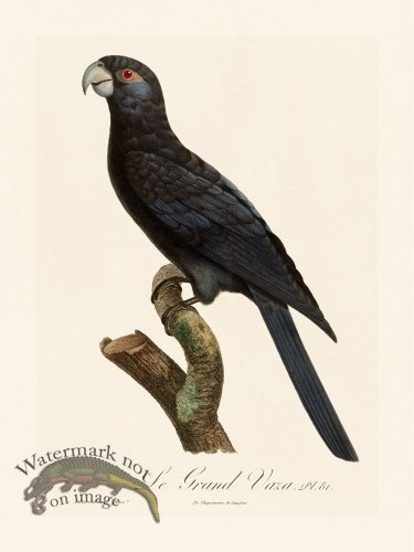 (image for) Barraband Parrot 081
