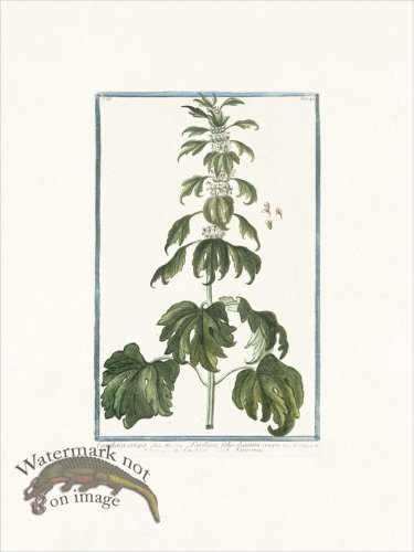 (image for) Bonelli 243 Motherwort with curly margins
