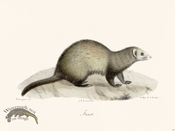 (image for) Cuvier 222 Ferret