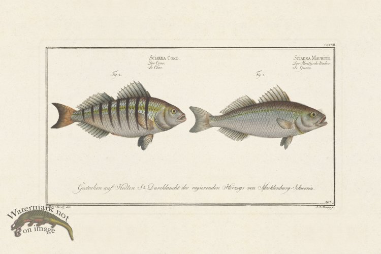 (image for) BLOCH FISH 307