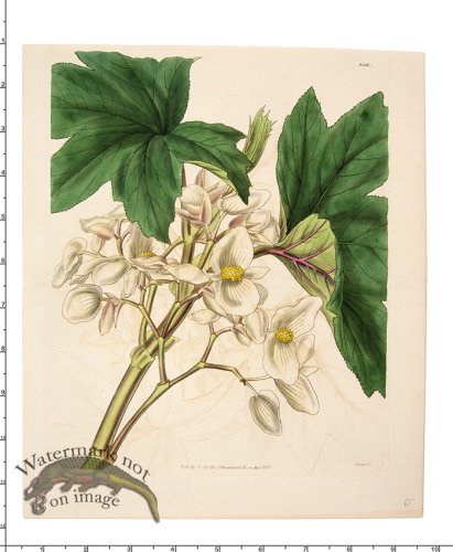 (image for) Curtis Botanical 032