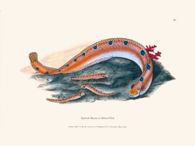 067 Spotted Blenny Butter Fish