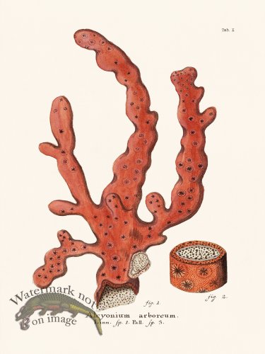 (image for) Esper Coral 010