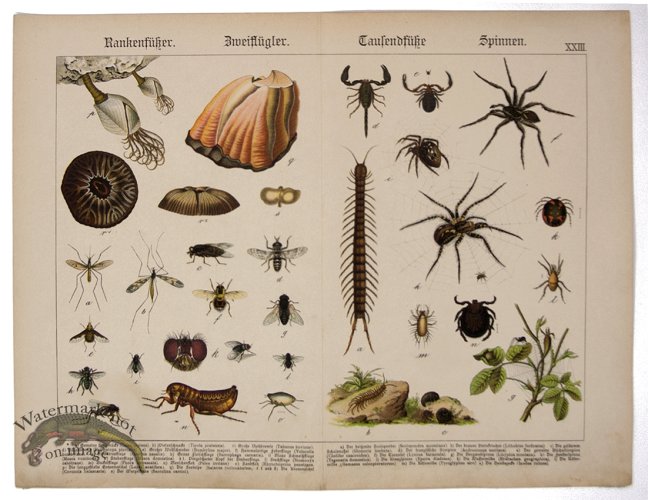 Spider Scorpion Fly Centipede 