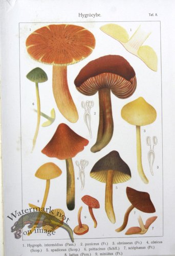 (image for) SMS Mushroom 05