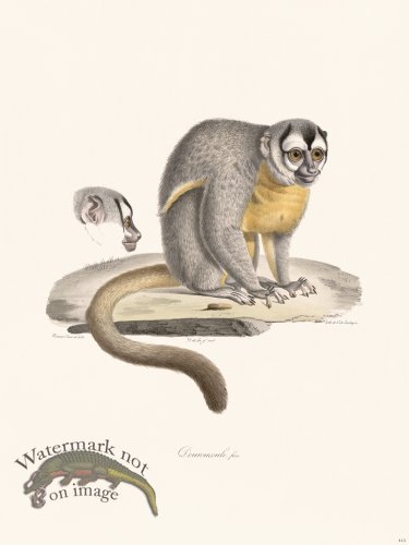 Cuvier 413 Douroucouli Fem