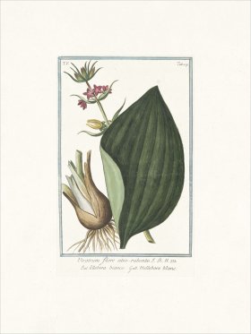 Bonelli 429 Red false helle-bore