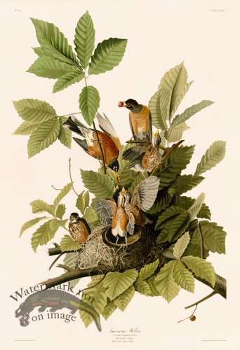 (image for) 131 American Robin