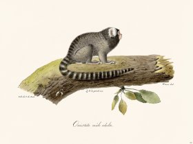 Cuvier 361 Adult Male Marmoset