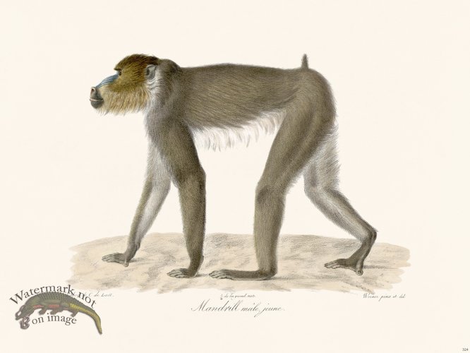(image for) Cuvier 324 Young Male Mandrill