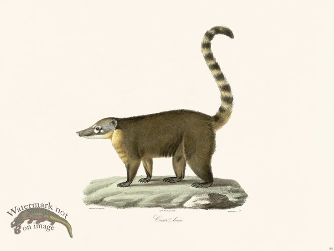 (image for) Cuvier 182 Coatis