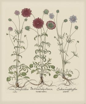 Besler 259 Colored B2