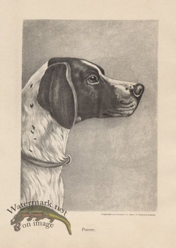 (image for) 1890s Dogs 25