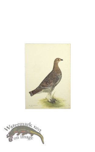 (image for) BLACK GROUSE HEN . PL 20