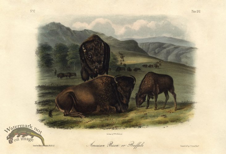 (image for) Bison Female