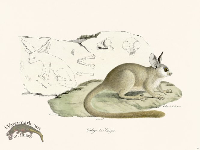 (image for) Cuvier 287 Galago Of Senegal