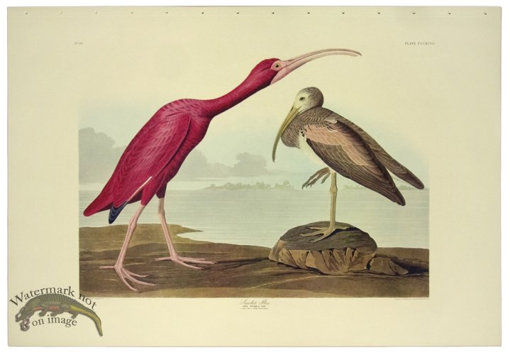 (image for) Scarlet Ibis L.E.
