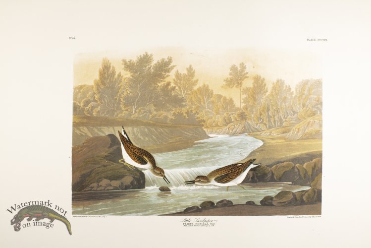 (image for) Little Sandpiper