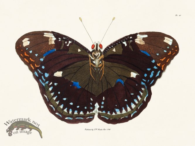 (image for) Nodder BF 41