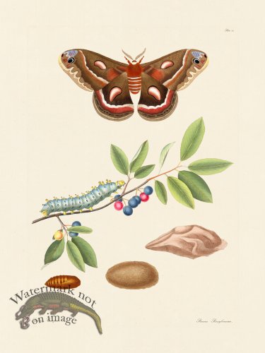 (image for) Abbot Butterfly 045