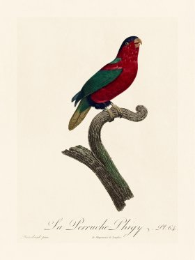 Barraband Parrot 064