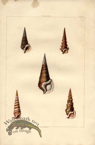 (image for) Perry pl 36