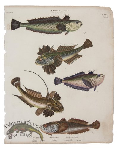 (image for) Weaver Stargazer Dragonet Fish