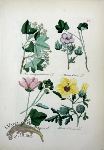 Deutschlands Flora 05