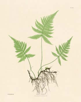 (image for) Bradbury Fern 17