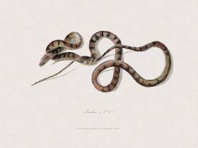 44 New Holland Caffowary