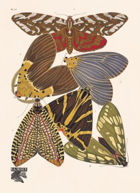 Seguy Butterfly 14