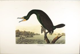Flordia Cormorant