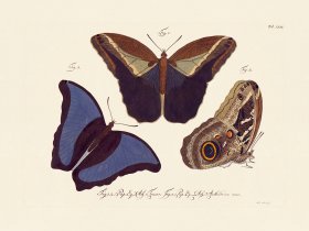 Jablonsky Butterfly 031