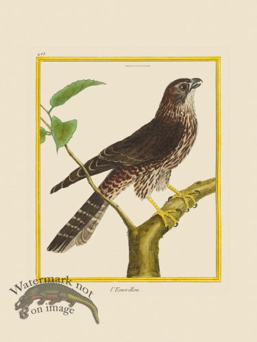 (image for) Martinet Bird 468