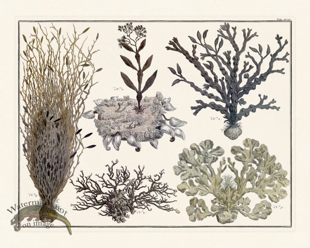 (image for) Seba B2 098 Coral