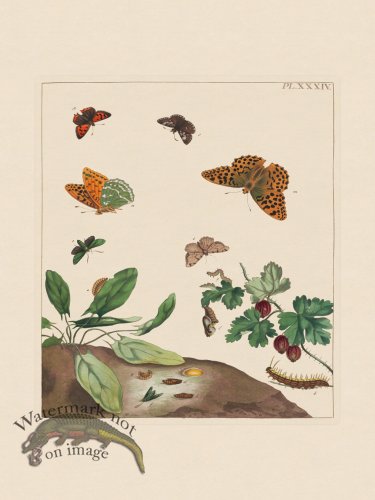 (image for) Moses Harris Insects 34