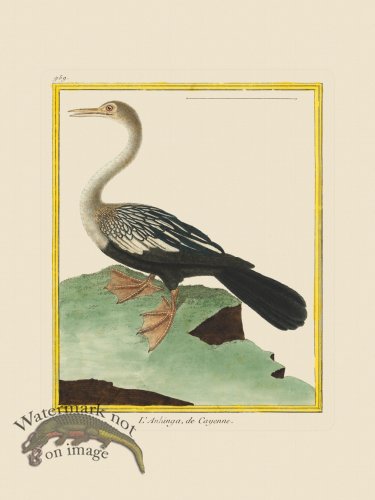 (image for) Martinet Bird 959