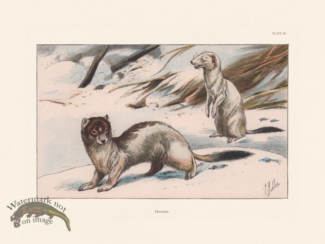 (image for) Les Chiens 088