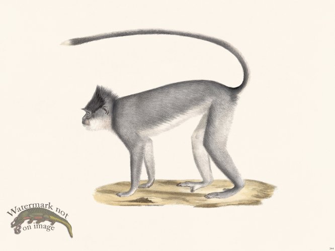 (image for) Cuvier 344