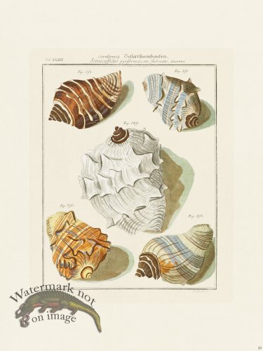 (image for) Martini Shells 020